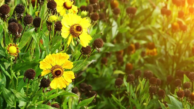 Helenium-Hybride Goldrausch