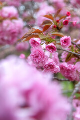 茨城県那珂市　静峰ふるさと公園の八重桜咲く春の風景