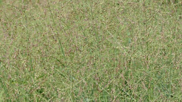 Panicum virgatum, commonly known as switchgrass, is perennial warm season bunchgrass native to North America.