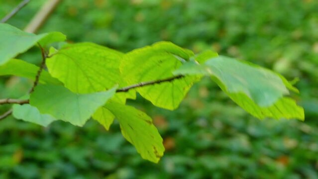 Fothergilla major (mountain witch alder)