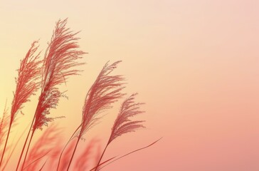 Silhouette of Tall Grass Against Pink Sky