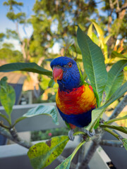 Rainbow Lorikeet Parrot. Birds of Australia