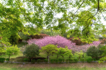 茨城県那珂市　静峰ふるさと公園の八重桜咲く春の風景