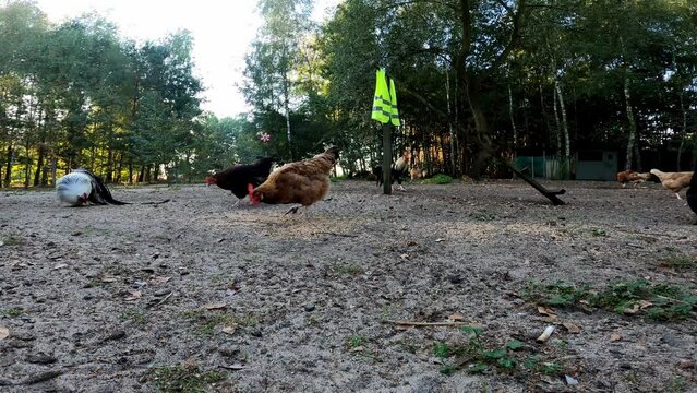 Chickens 43 Polish Onagadori La Fleche Wyandotte Frisian Gull Plymouth Rock Leghorn