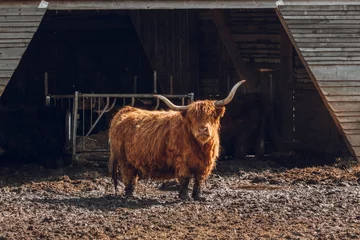 Fotobehang Scottish hairy bulls in a paddock on a wooden barn background.Bighorned hairy red bulls and cows .Highland breed. Farming and cow breeding.Scottish cows in the pasture in the sunshine © Yuliya