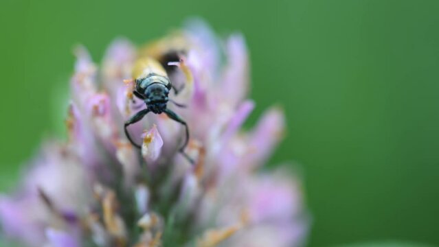 Labidostomis longimana is a species of short-horned leaf beetles belonging to the family Chrysomelidae, subfamily Clytrinae.