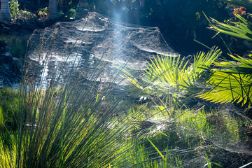 Botanical garden with different tropical succulent plants green cactuses and water basin in sunny day