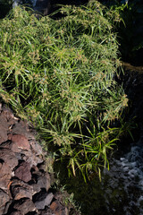 Ancient flora, green papyrus plant growing in water