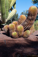 Botanical garden with different tropical succulent plants green cactuses close up