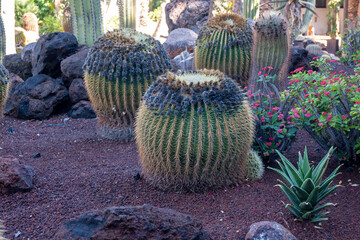 Botanical garden with different tropical succulent plants green cactuses close up