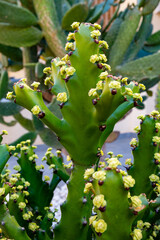 Small green yellow flowers of blossoming cactus plant