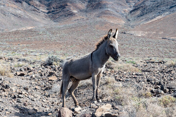 Grey donkey and rocky volcanic landscape of south part of Fuerteventura island, farming on Canary...