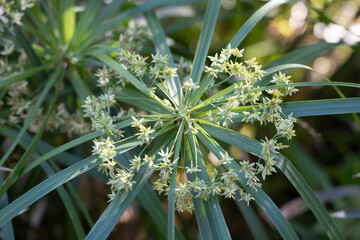 Ancient flora, green papyrus plant growing in water