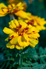 Yellow flowers of tegetes erecta marigold flowers in garden