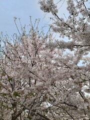 blooming tree