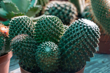 Garden plants shop with different tropical succulent plants green cactuses close up