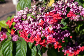 Pink flowers of clerodendrum thomsoniae bleeding glory-bower blossoming plant