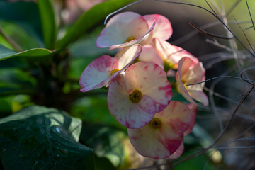 Pink blossom of ornamental indoor and outdoor tropical plant euphorbia milii or crown of thorns,...