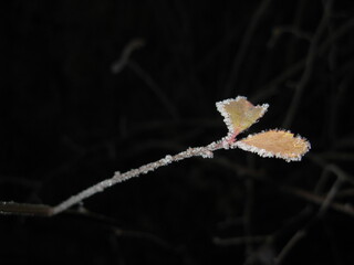 frost on the leaf