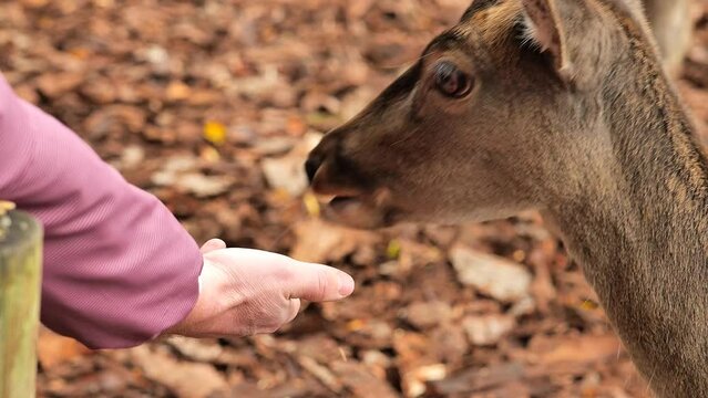 Hand feeding a deer.Deer eats food from a mans hand close-up. Contact reserve with animals. Communication between people and animals. 4k footage