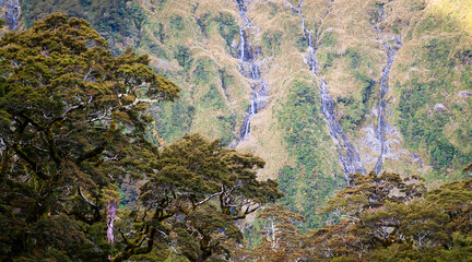 View through ancient trees to various waterfalls coming down a mountain on the Milford Track on the South Island of New Zealand