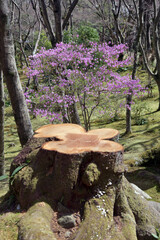 切株とミツバツツジ