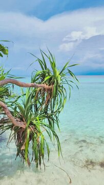 Beach with white ocean water. Mantigue Island. Camiguin, Philippines. Vertical view.