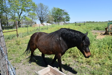 Black Horse in a Farm Field