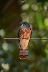 Rare item of Hodgson's Hawk Cuckoo.  It is a migratory bird that can be found in Thailand during April every year.