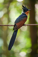 Beautiful of Chestnut-winged Cuckoo. This is a migratory bird that can be found in Chanthaburi Province, Thailand during the month of April.