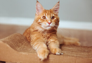 Beautiful fun red solid maine coon  kitten lying on claws accessory supply and looking fun eyes. Closeup - 791180465