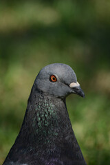 pigeon in profile with red eye close-up