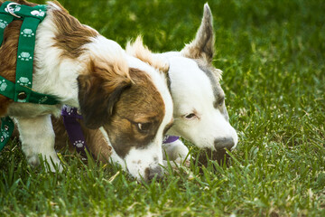 two small dogs on a leash walking smelling the grass