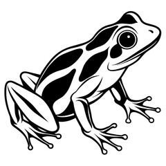 frog on white background