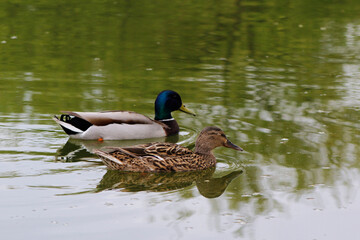 duck on the water