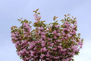 cherry blossom sakura

