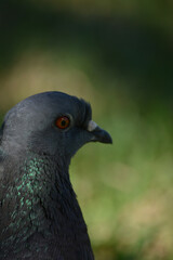 pigeon in profile with red eye close-up