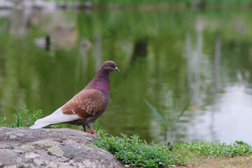pigeon on the shore of a pond

