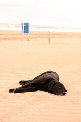black labrador dog lying on the sand, sleeping on the beach
