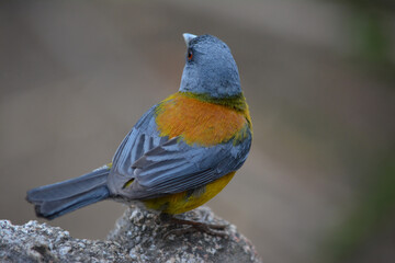 Patagonian comerebo, small bird with blue and yellow colors