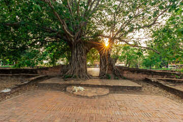 background of large trees that grow in the area of religious tourist attractions in Ayutthaya...