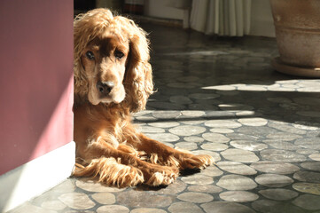 reddish brown cocker spaniel dog in close-up inside an apartment