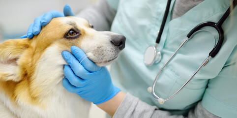 Veterinarian examines dog of corgi breed in veterinary clinic. Vet doctor is establishes contact and trust with the pet before examination. Banner. Checkup health animal. - 791185213