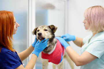 Veterinarians examines a large dog in veterinary clinic. Vet doctors applied a medical bandage for pet during treatment after the injury or surgery operation. Anesthesia for animals - 791185252