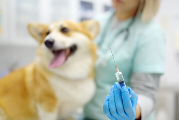 A veterinarian examines a corgi dog at a veterinary clinic. The doctor is preparing to vaccinate...