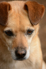 face of a small light brown mix or stray dog