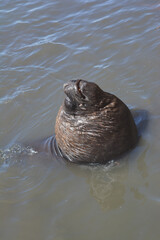 sea ​​lion or elephant seal in the Rio de la Plata taking the coffee out of the water