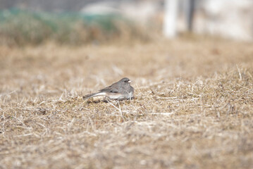 Dark Eyed junco foraging in the grass