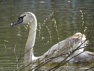 swan on the lake