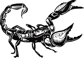 Scorpion in attack position predator insect vector illustration